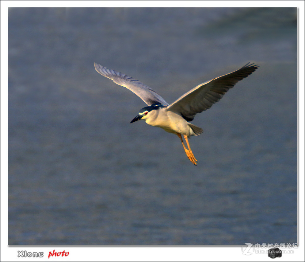 抓拍公园湖面上的夜鹭