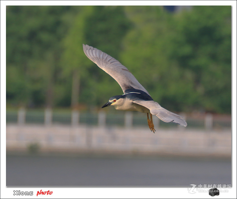 抓拍公园湖面上的夜鹭