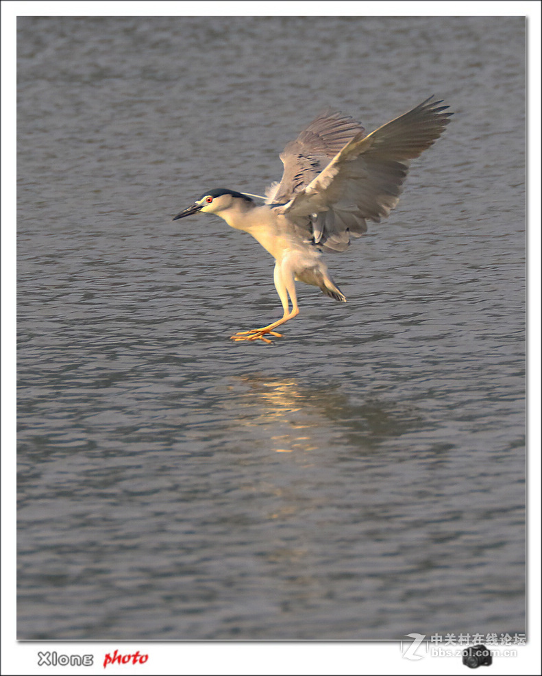 抓拍公园湖面上的夜鹭