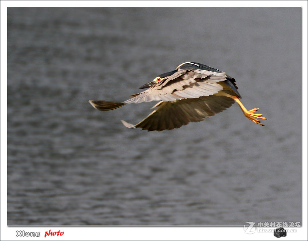 抓拍公园湖面上的夜鹭