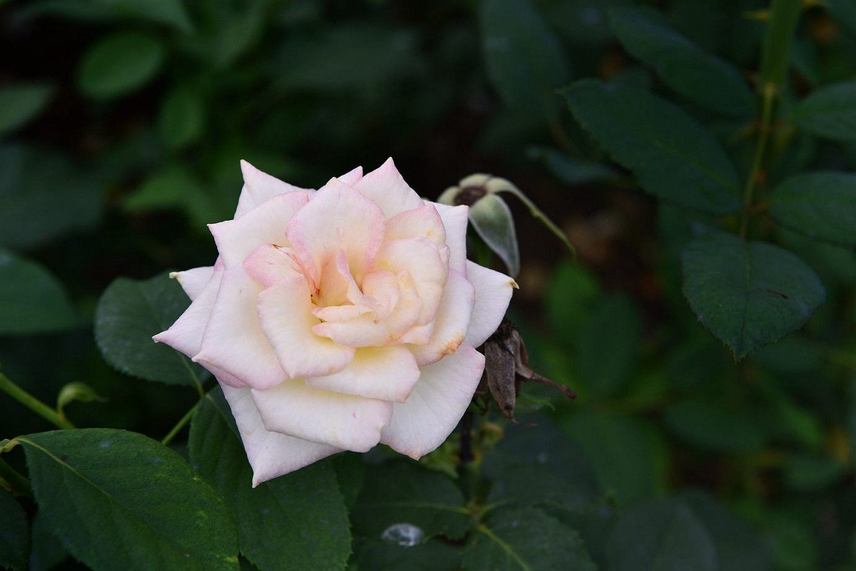 美妙月季  习拍影记