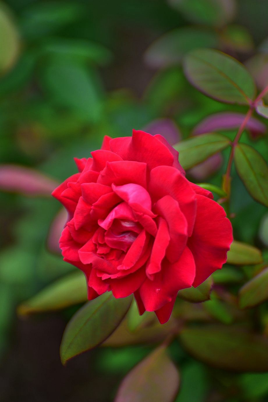 美妙月季  习拍影记