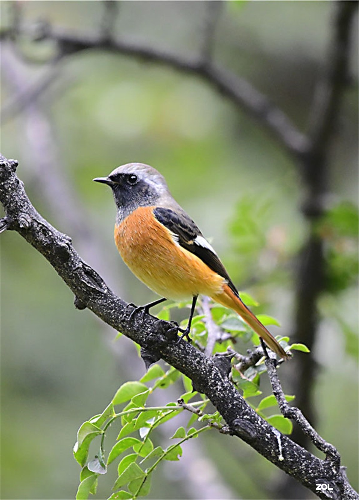 天坛公园拍鸟北红尾鸲6