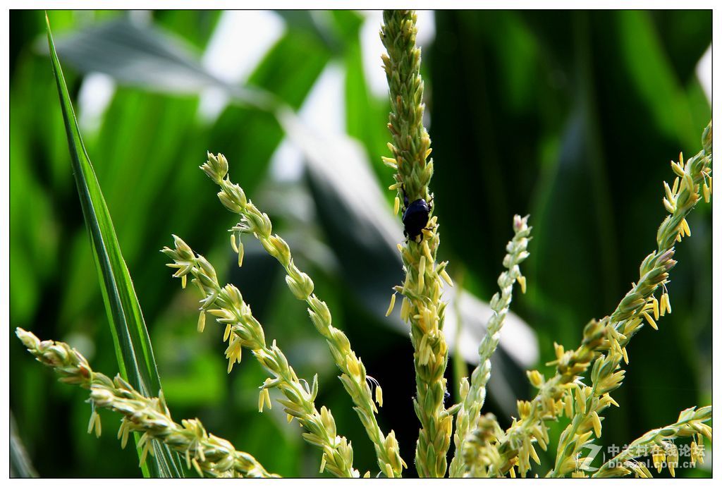 玉米的胡子和穗