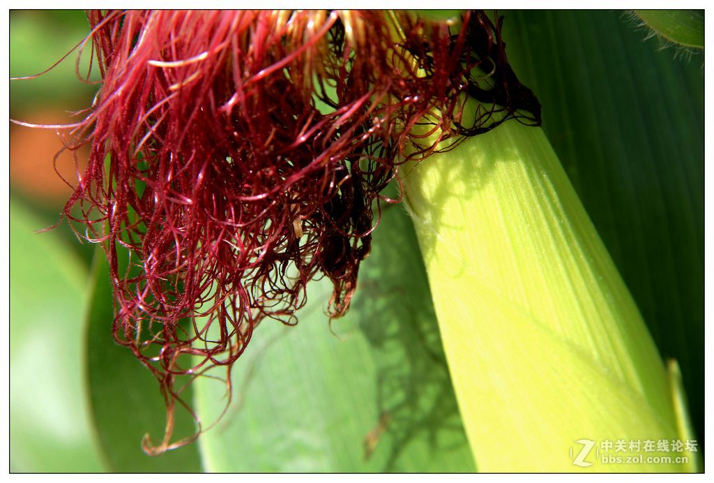 玉米的胡子和穗