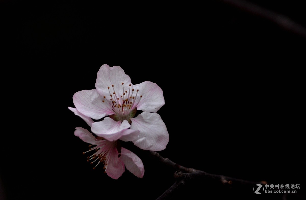 俄头200MM定焦头光圈4手持春的信息