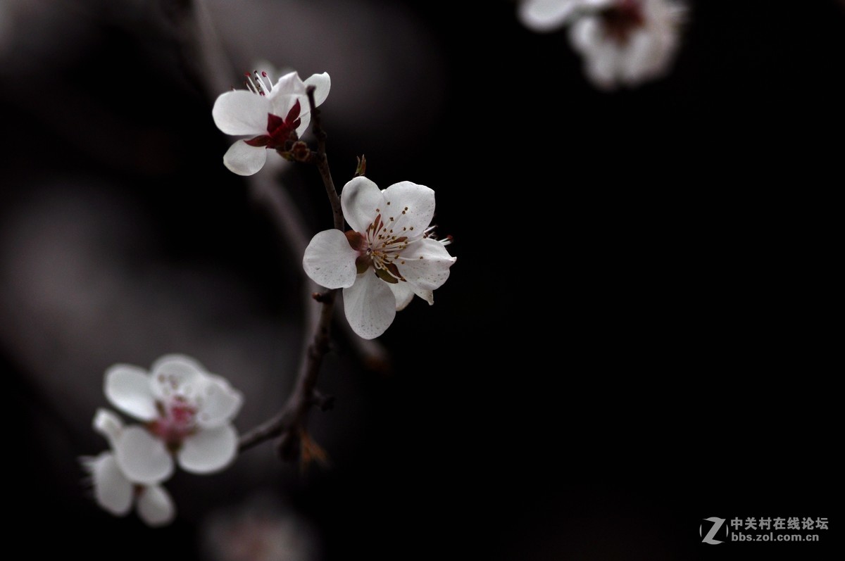 俄头200MM定焦头光圈4手持春的信息