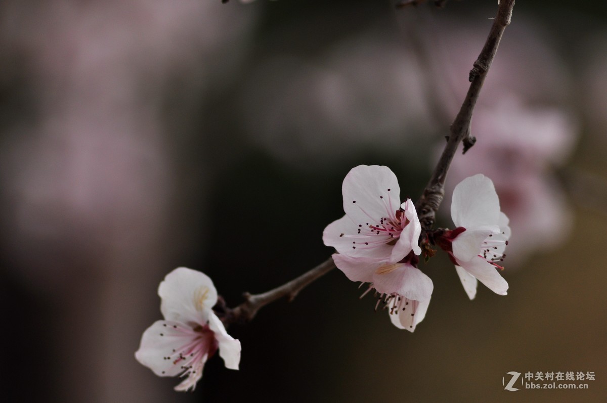 俄头200MM定焦头光圈4手持春的信息