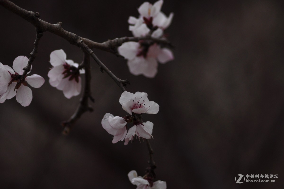 俄头200MM定焦头光圈4手持春的信息