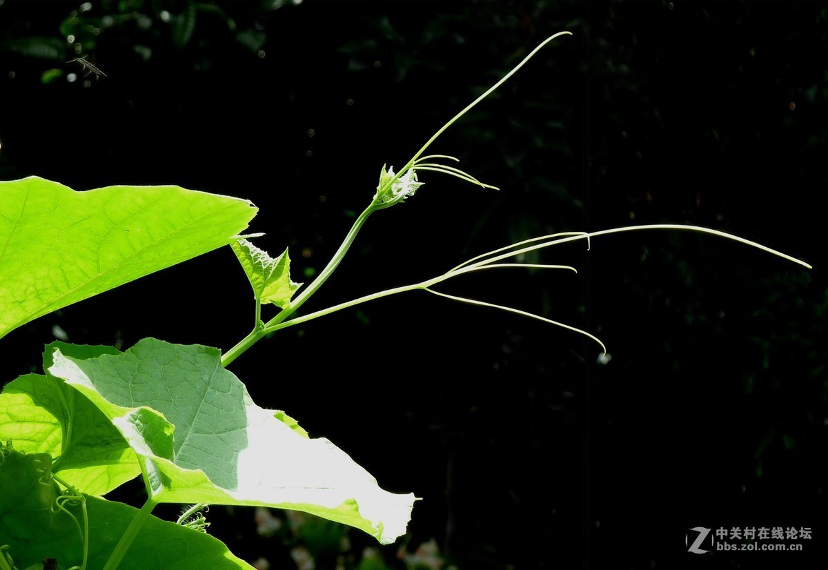 zs7退役专集九（物小生趣）