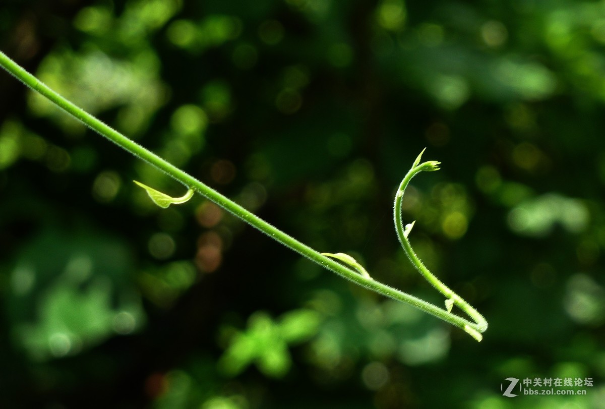zs7退役专集九（物小生趣）