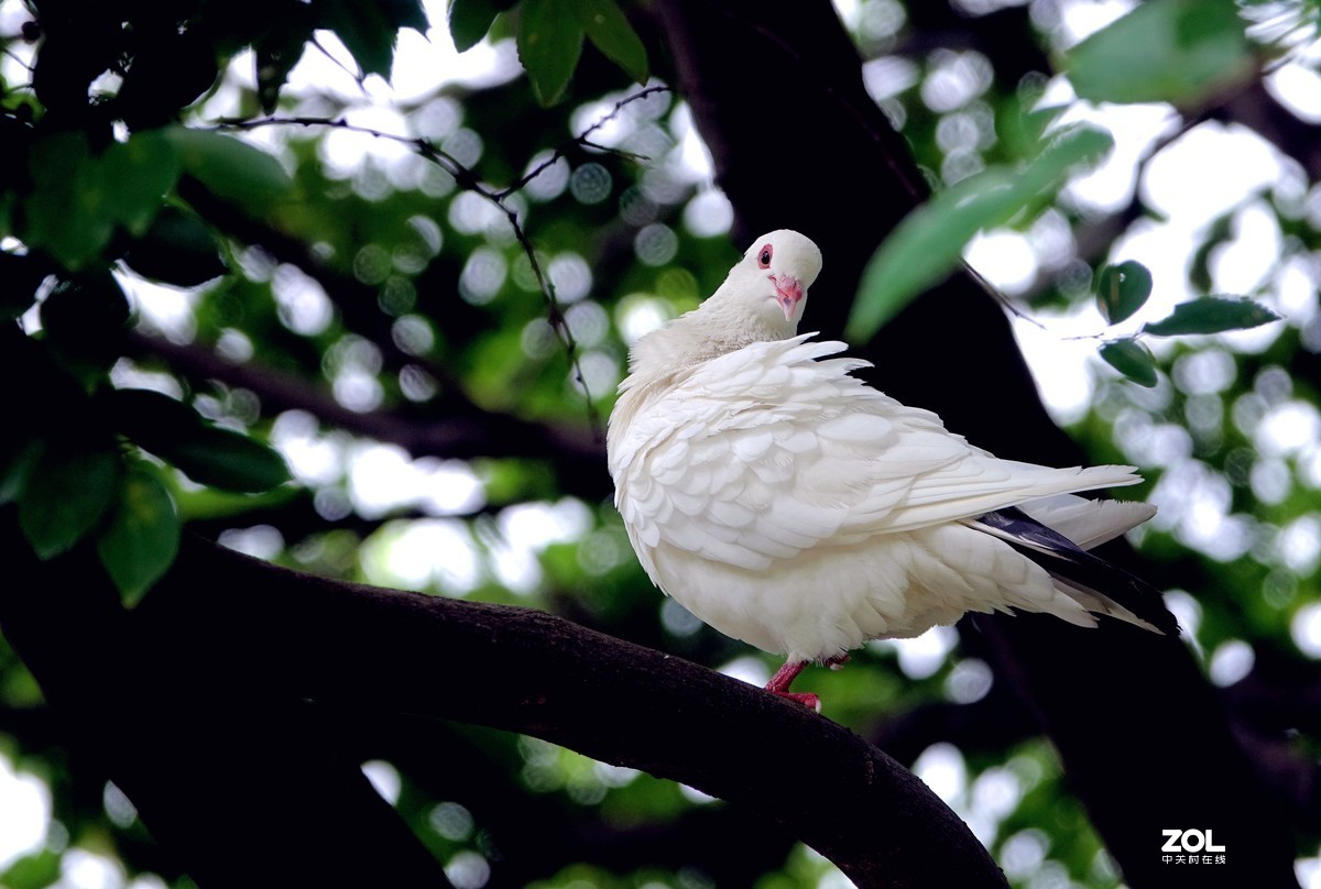 夏日的白鸽子 【九】-中关村在线摄影论坛
