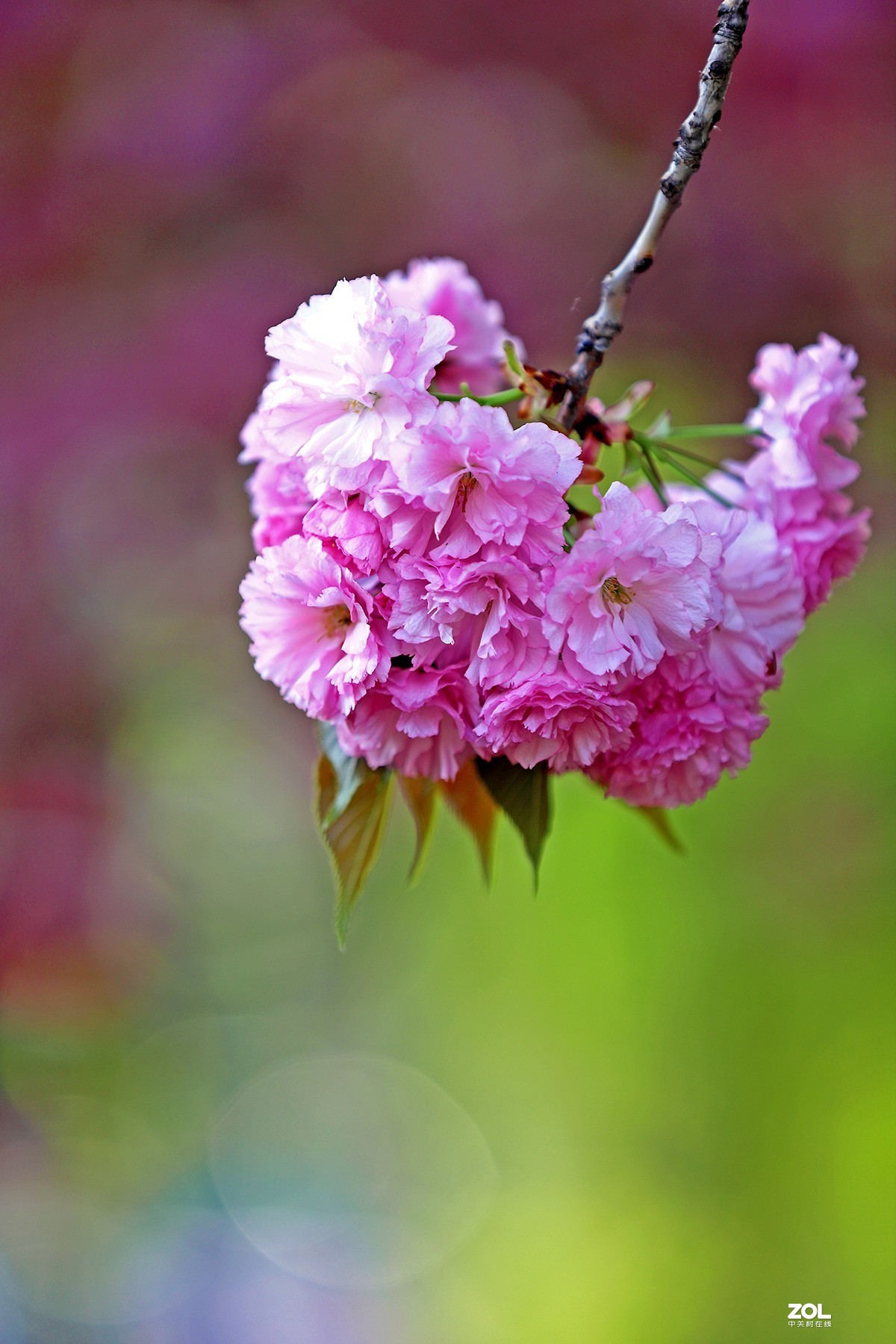 繁花似锦暗香飘
