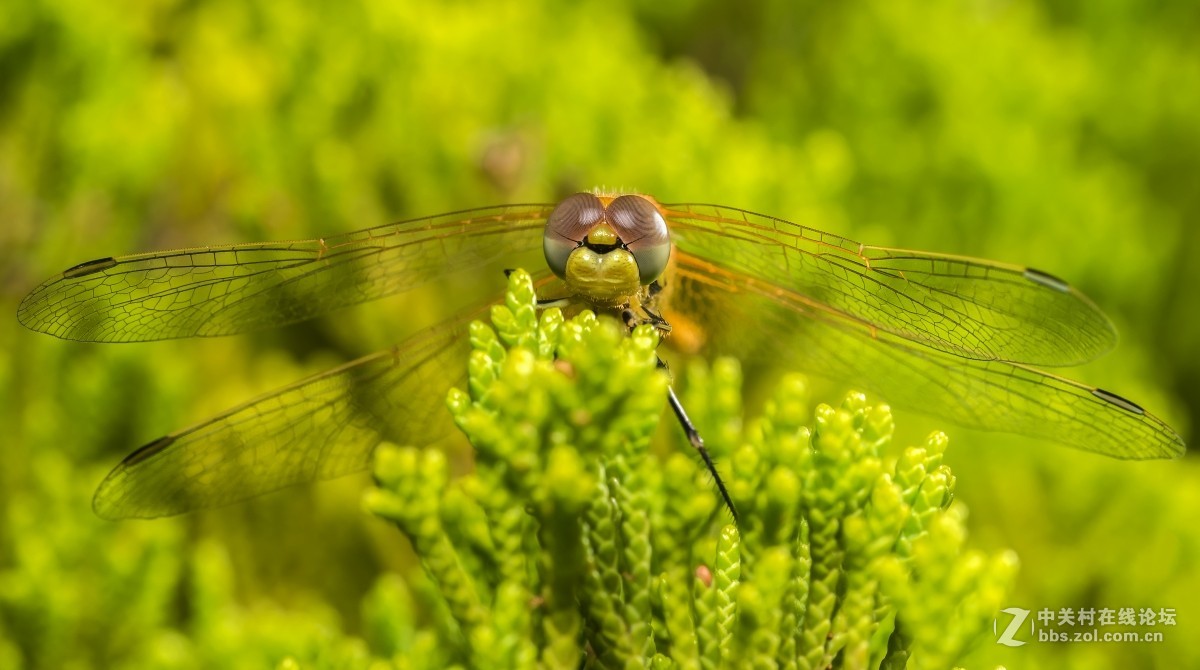 虫趣(蜉蝣、蜻蜓等)