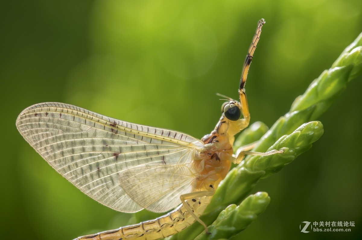 虫趣(蜉蝣、蜻蜓等)