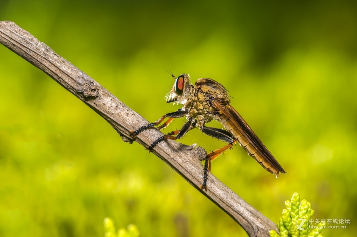 虫趣(蜉蝣、蜻蜓等)
