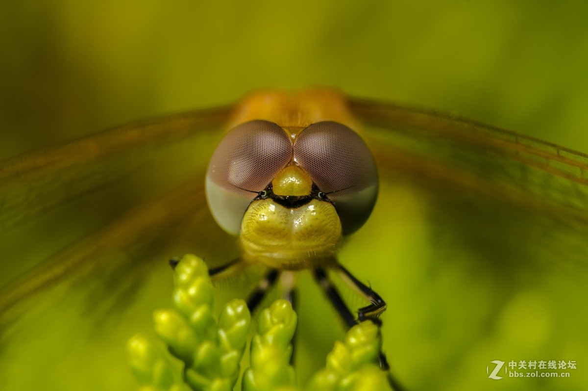 虫趣(蜉蝣、蜻蜓等)