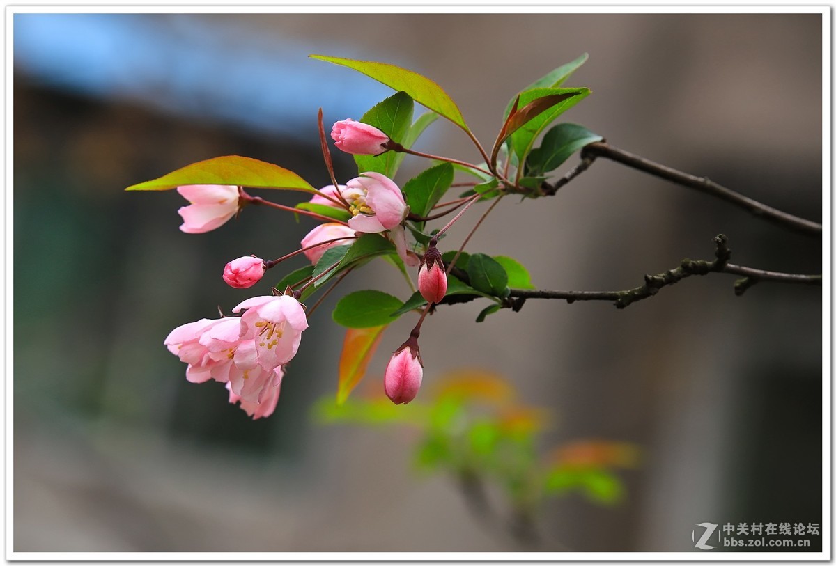 高清垂丝海棠花
