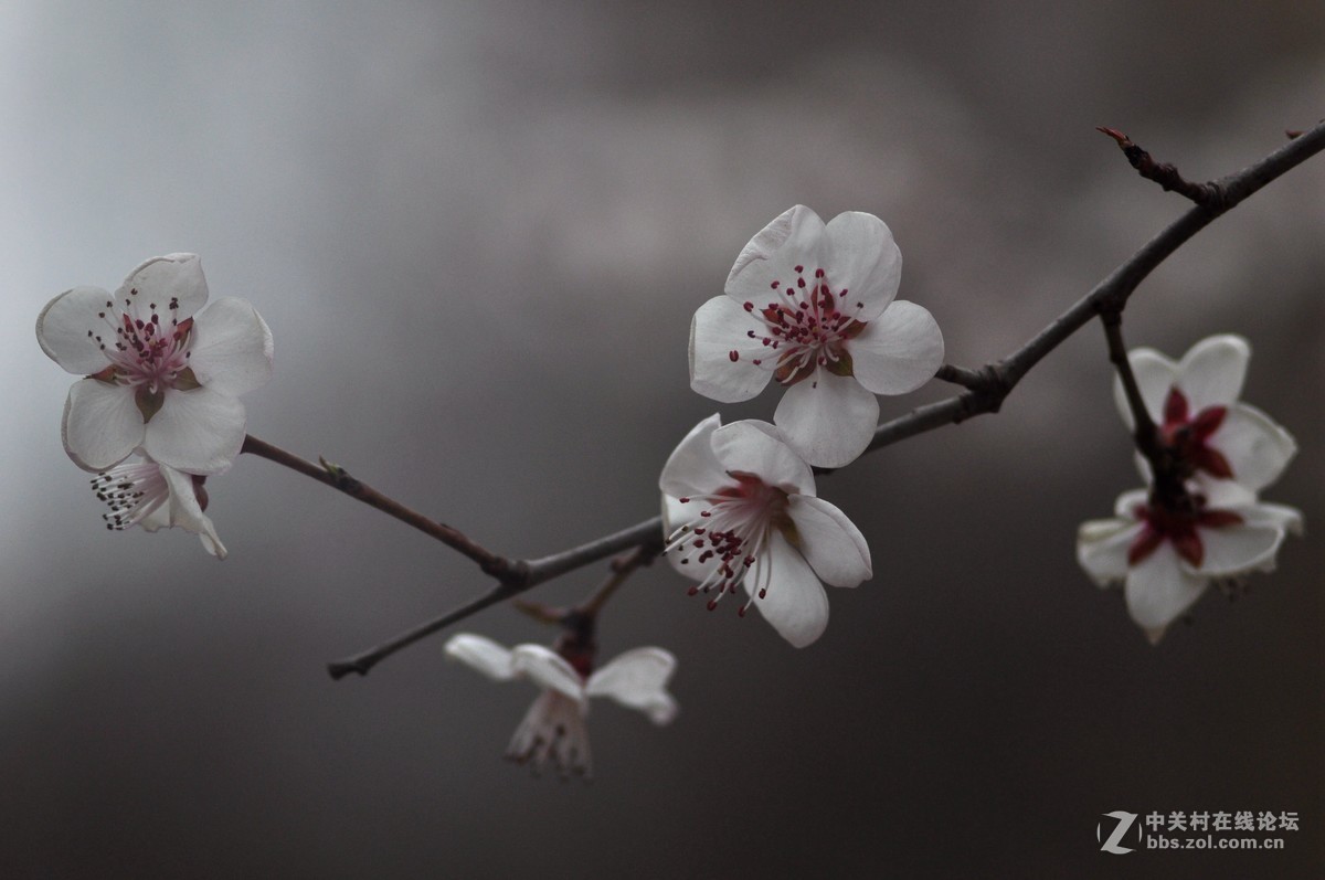 俄头200MM定焦头光圈4手持春的信息