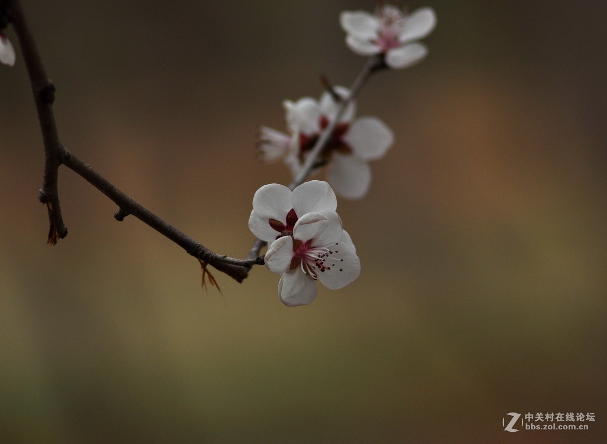 俄头200MM定焦头光圈4手持春的信息