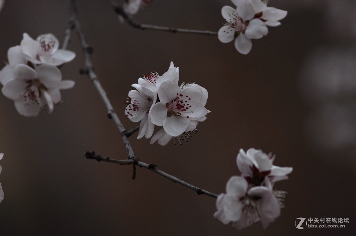 俄头200MM定焦头光圈4手持春的信息