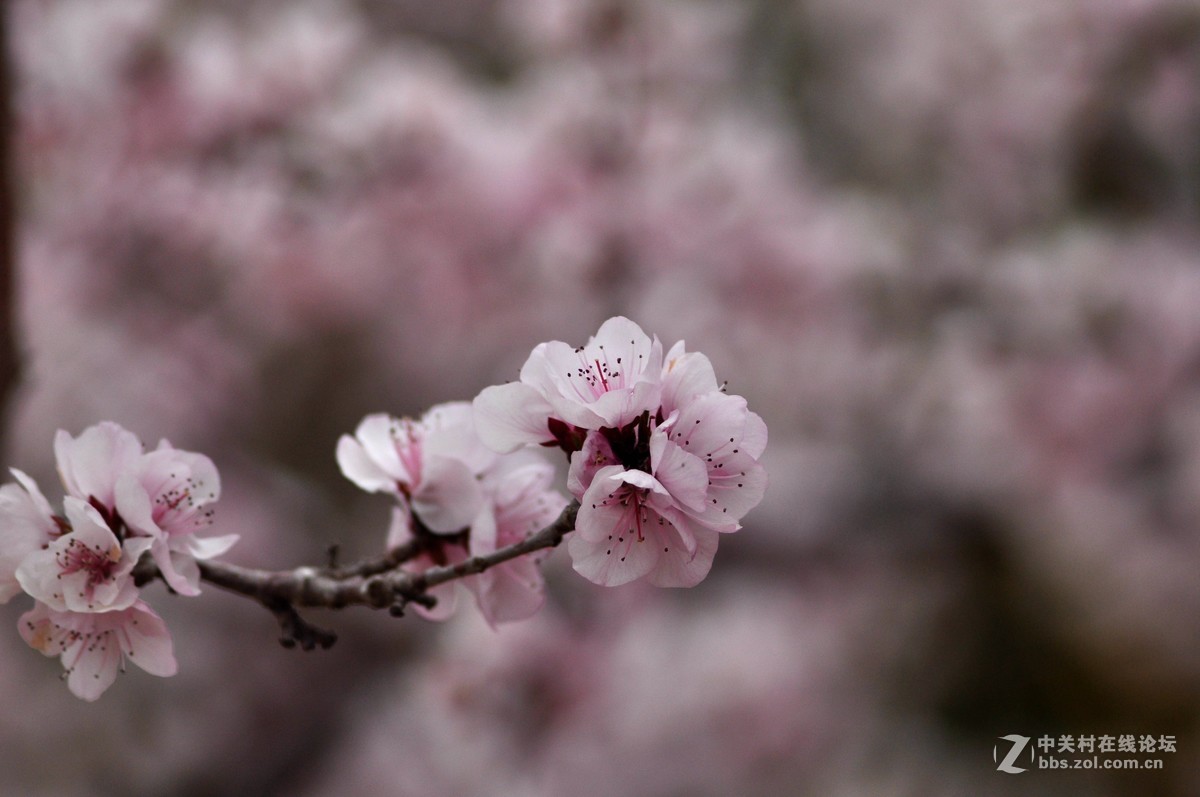 俄头200MM定焦头光圈4手持春的信息