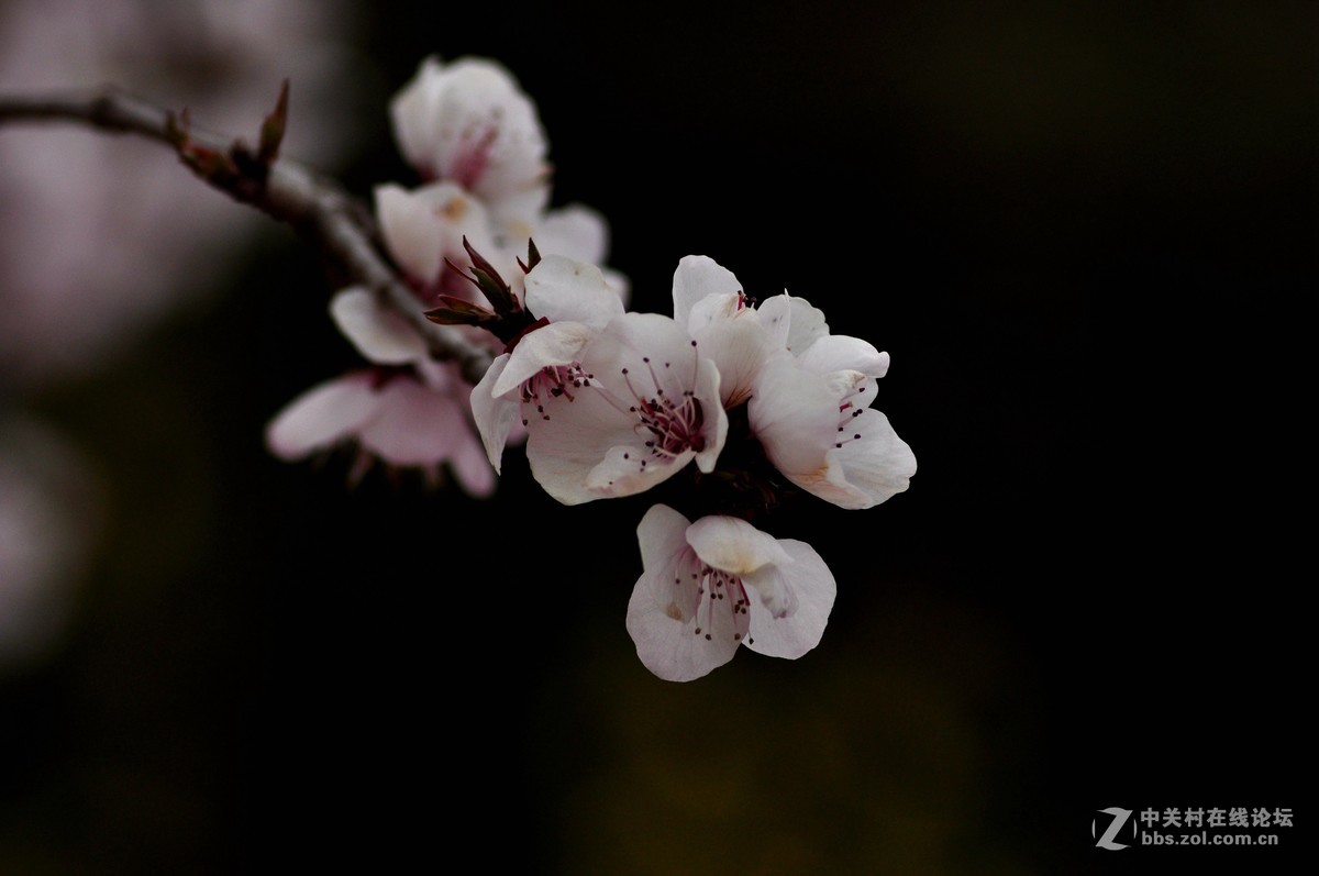 俄头200MM定焦头光圈4手持春的信息