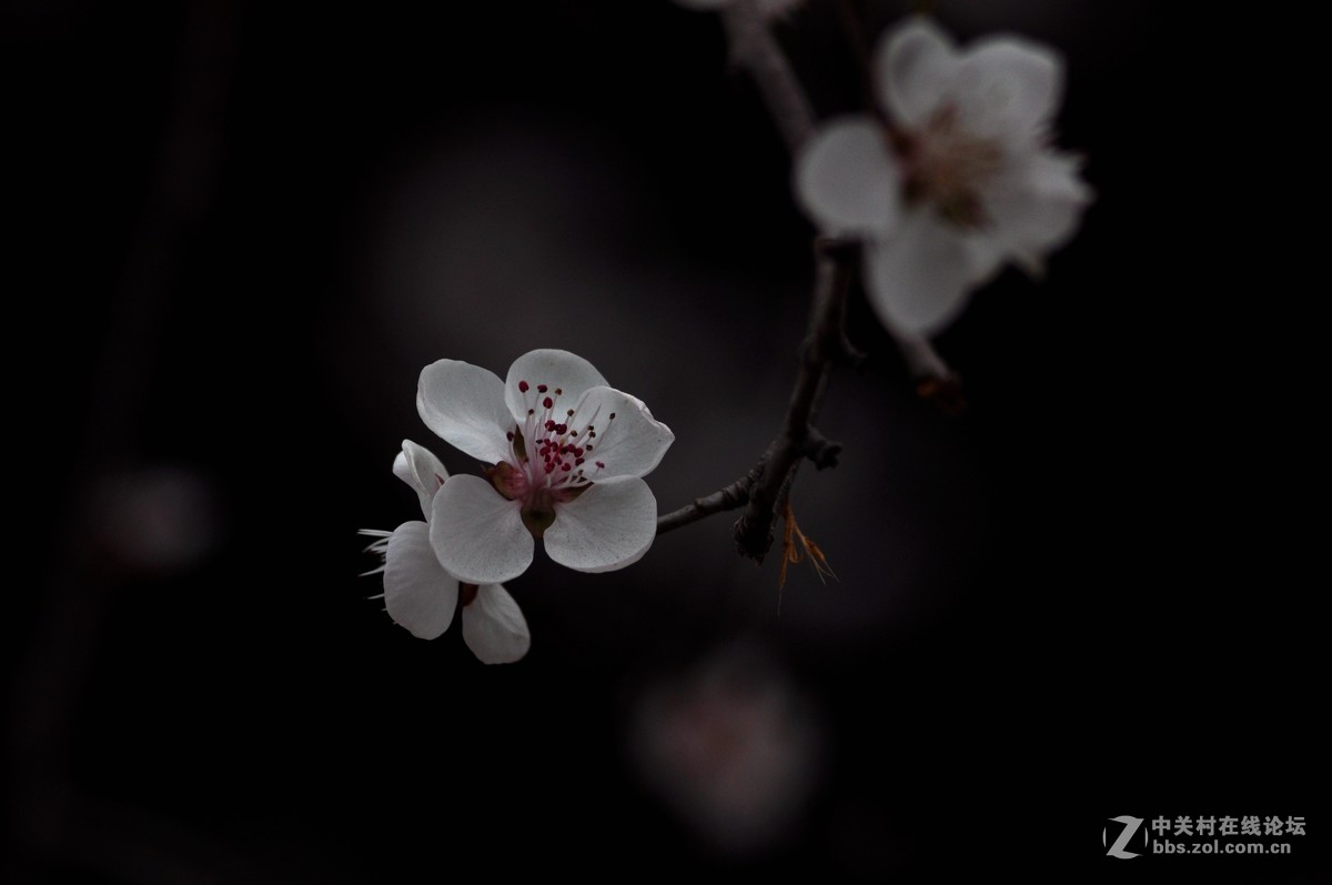 俄头200MM定焦头光圈4手持春的信息