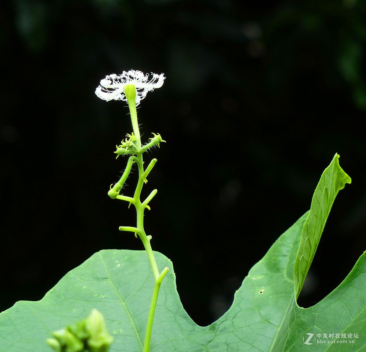 zs7退役专集九（物小生趣）
