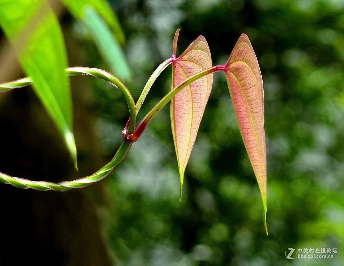 zs7退役专集九（物小生趣）