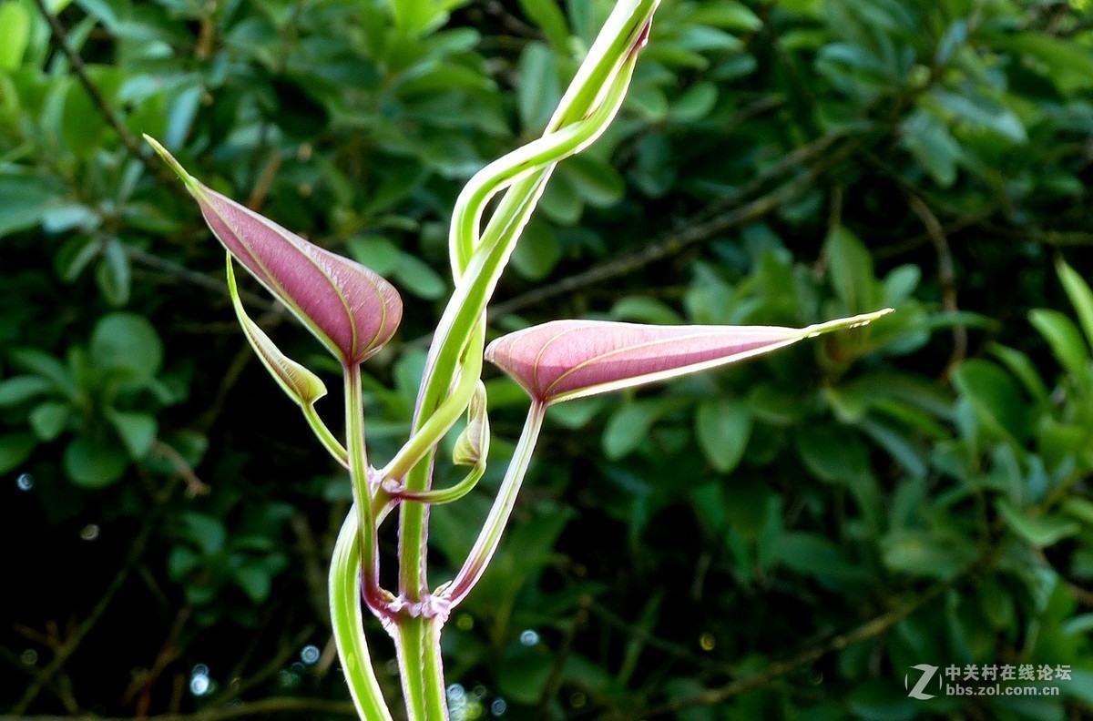 zs7退役专集九（物小生趣）