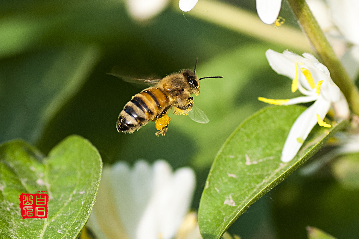 微距小品金银花上蜜蜂飞舞