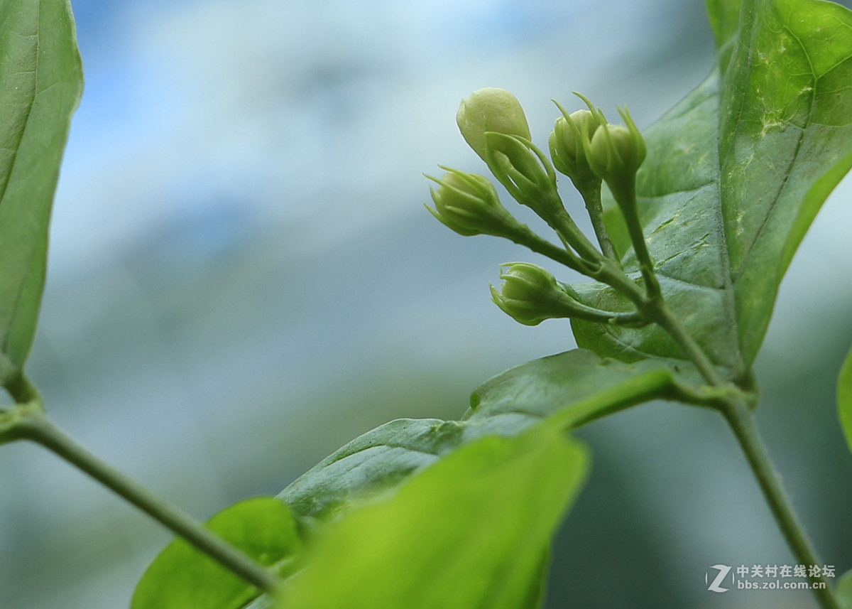 70D配35mm   F2几多茉莉