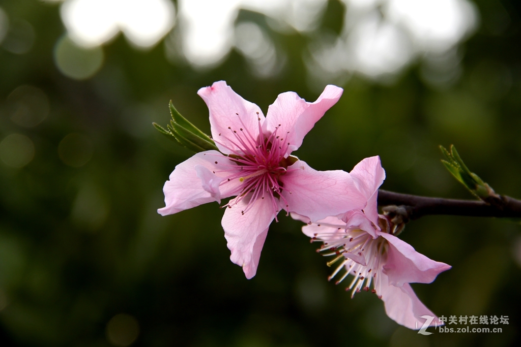 桃花