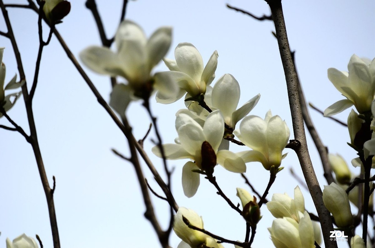 花卉系列【1728】