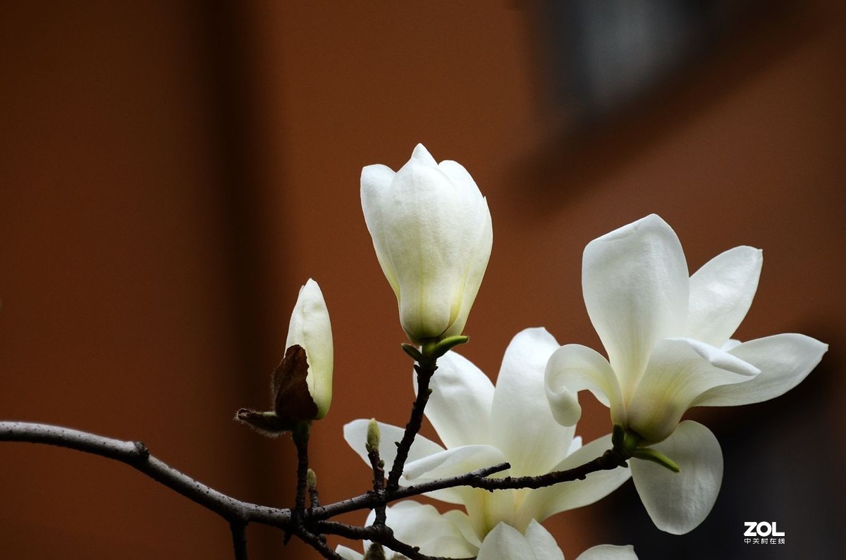 花卉系列【1728】