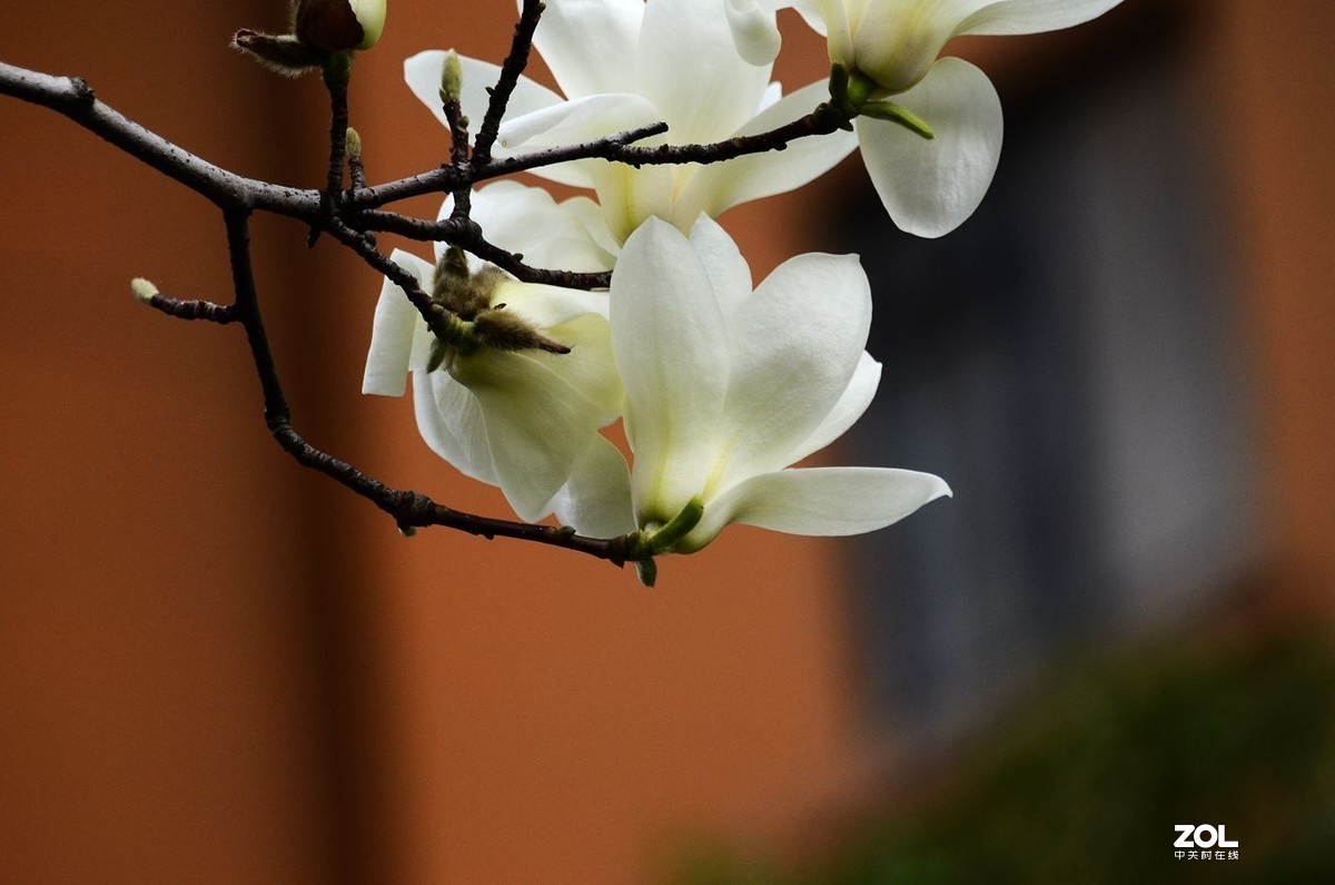 花卉系列【1728】