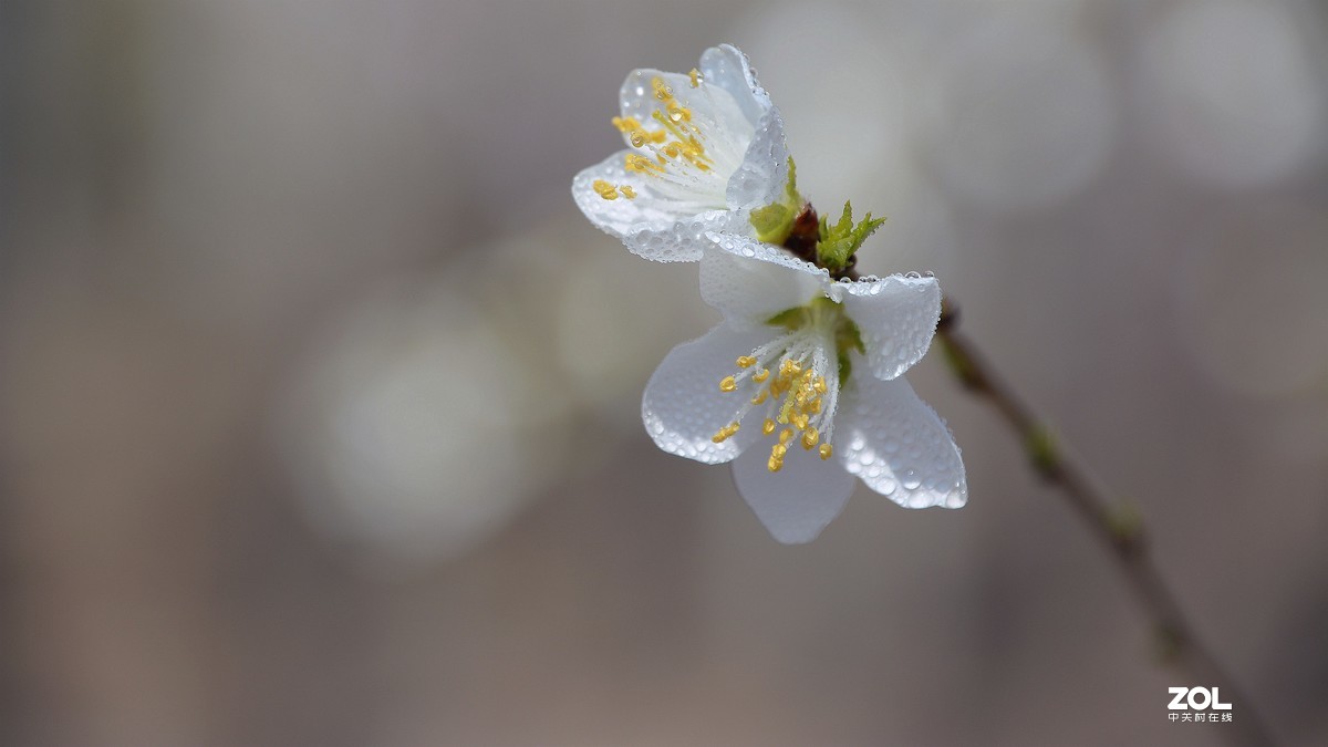 桃花嫣然出篱笑，似开未开最有情。