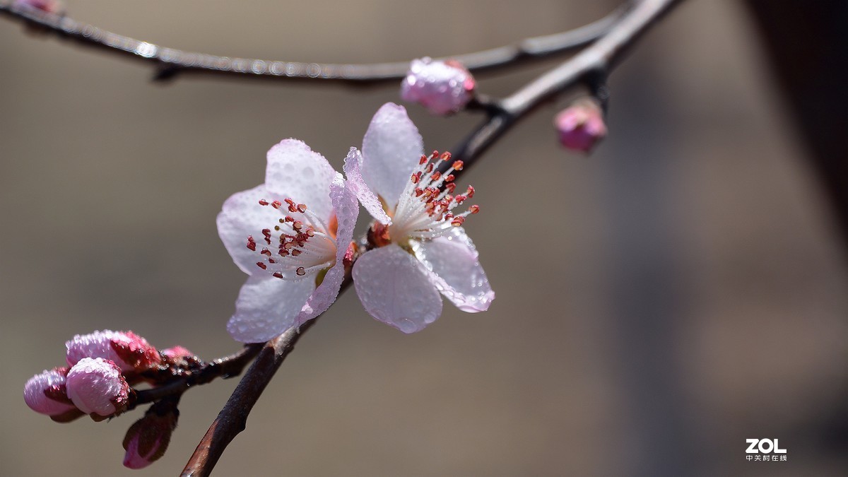 桃花嫣然出篱笑，似开未开最有情。