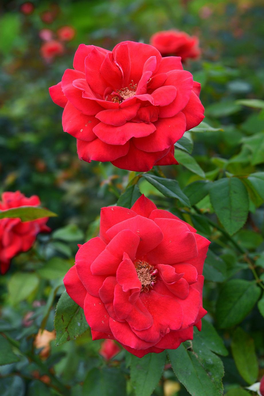 美妙月季  习拍影记