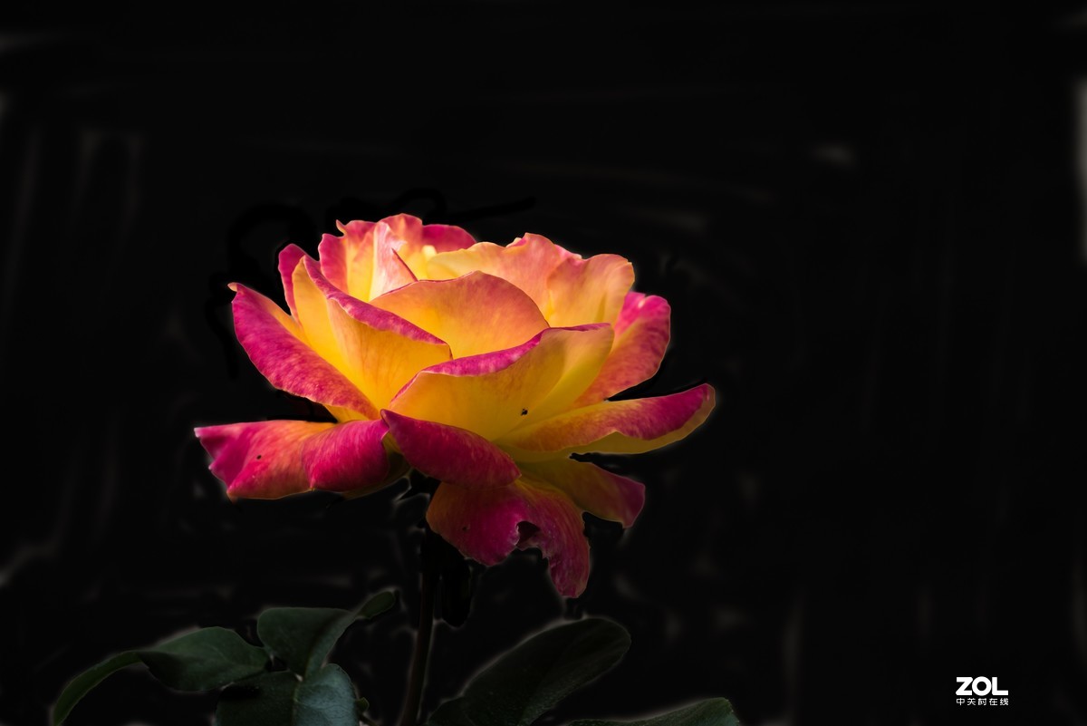 月季花