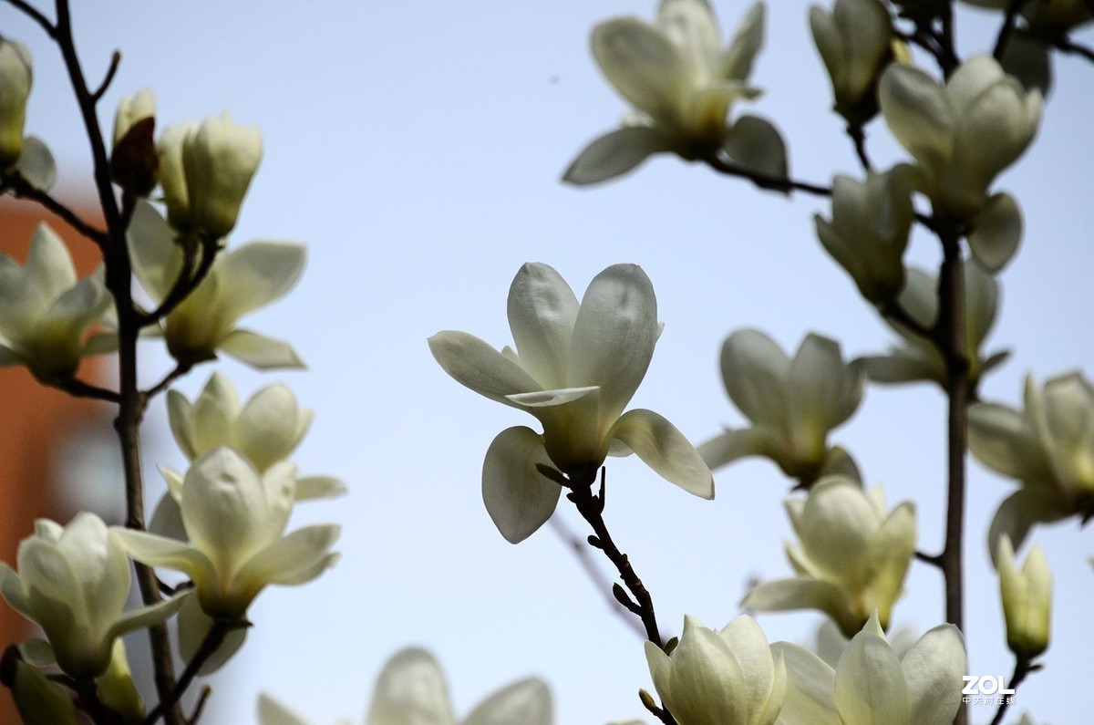 花卉系列【1728】