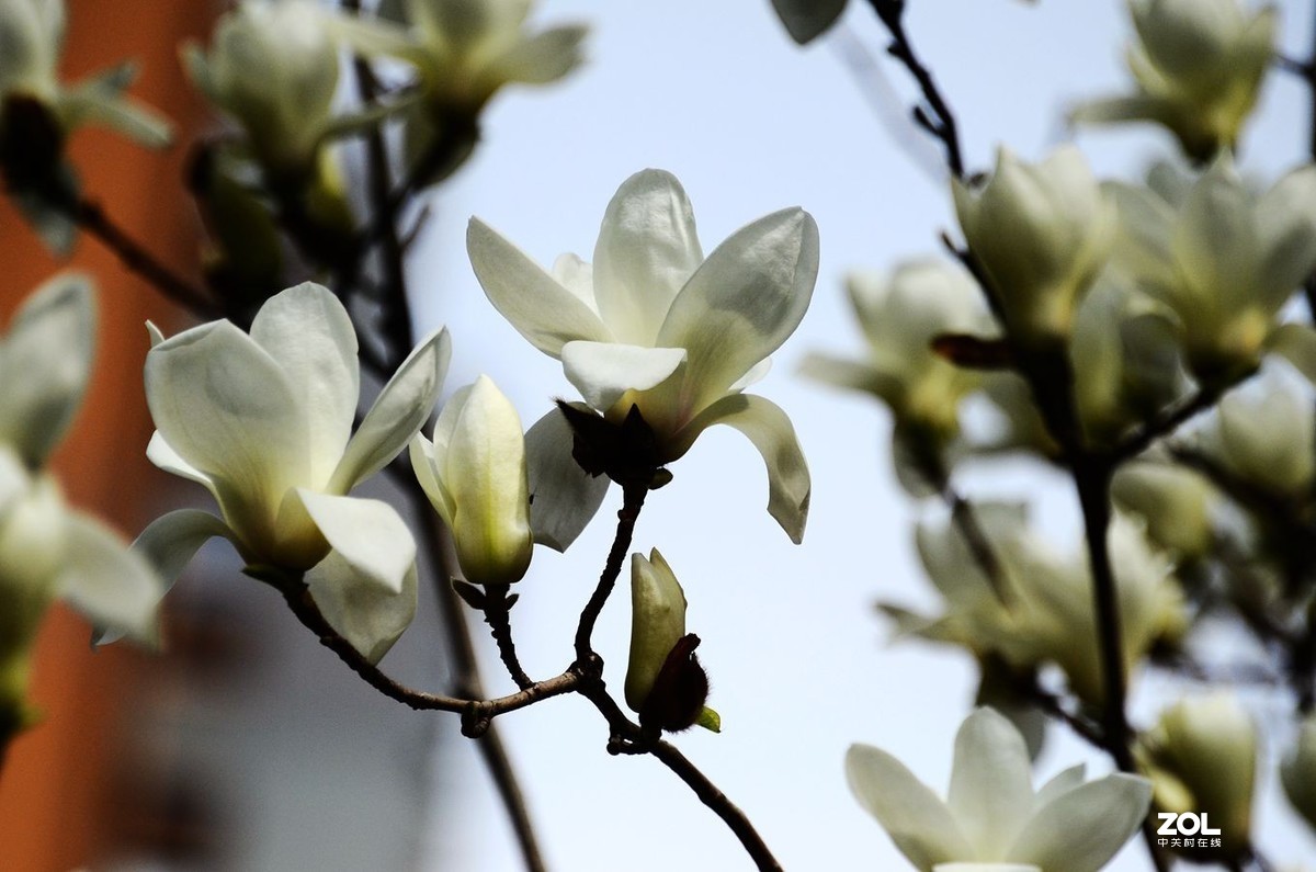 花卉系列【1728】