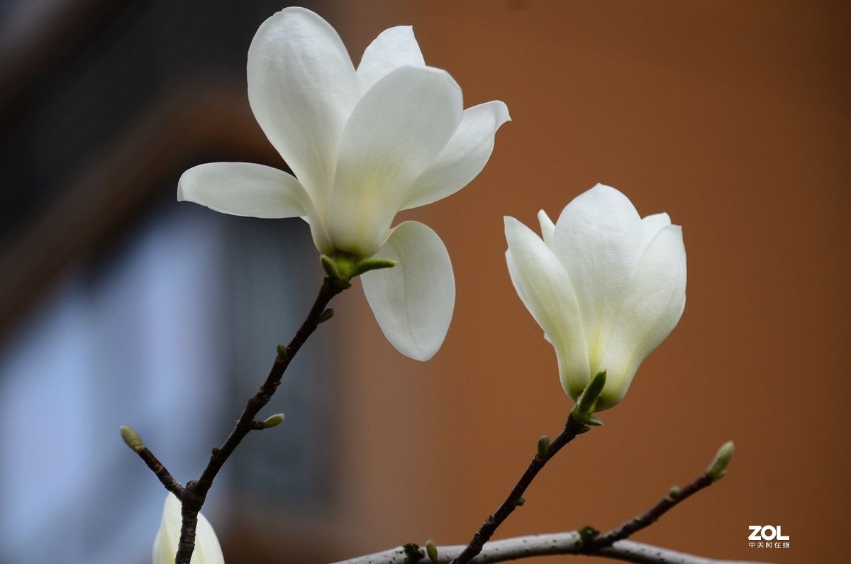 花卉系列【1728】