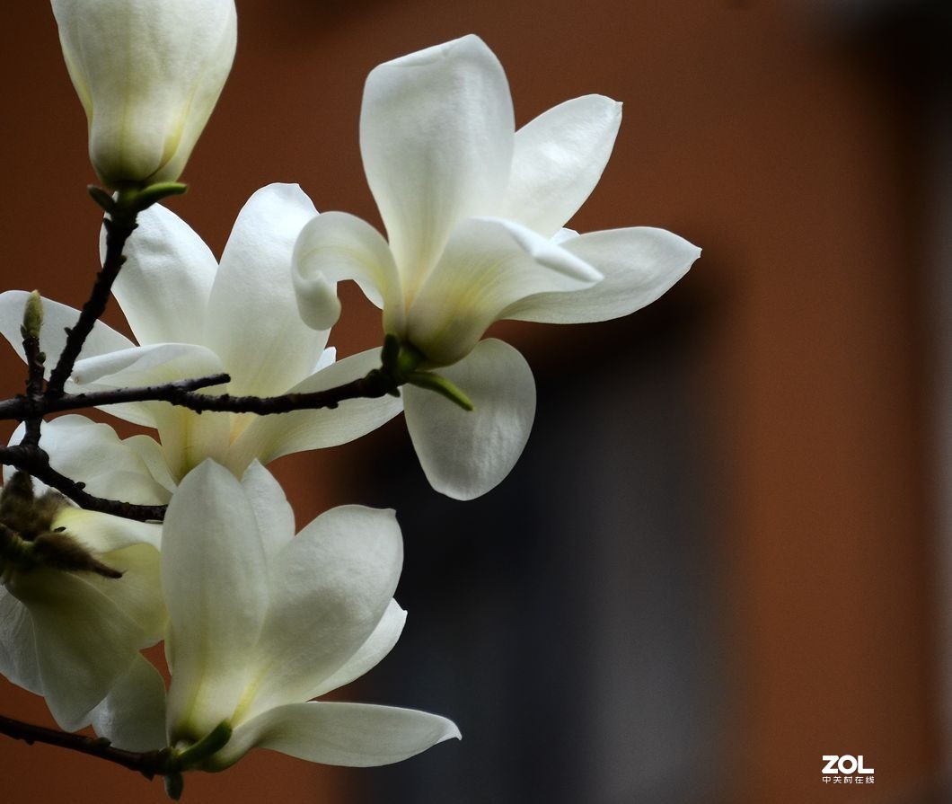 花卉系列【1728】