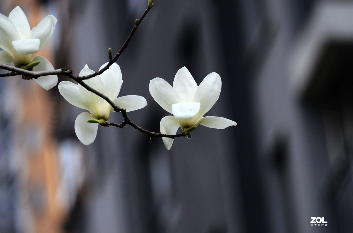 花卉系列【1728】