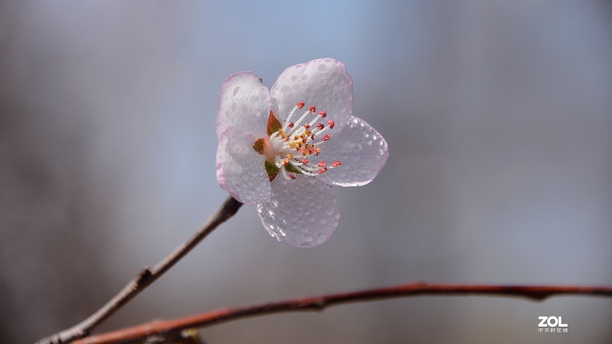 桃花嫣然出篱笑，似开未开最有情。