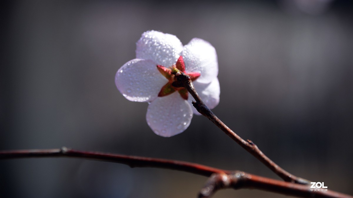 桃花嫣然出篱笑，似开未开最有情。