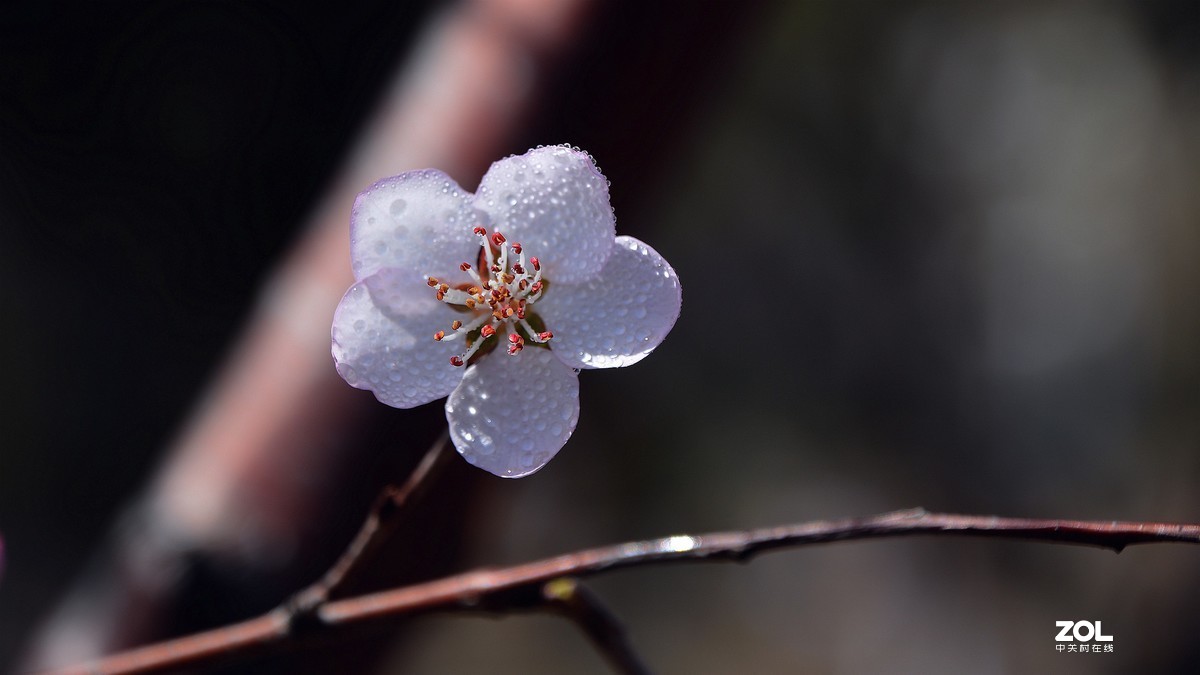 桃花嫣然出篱笑，似开未开最有情。