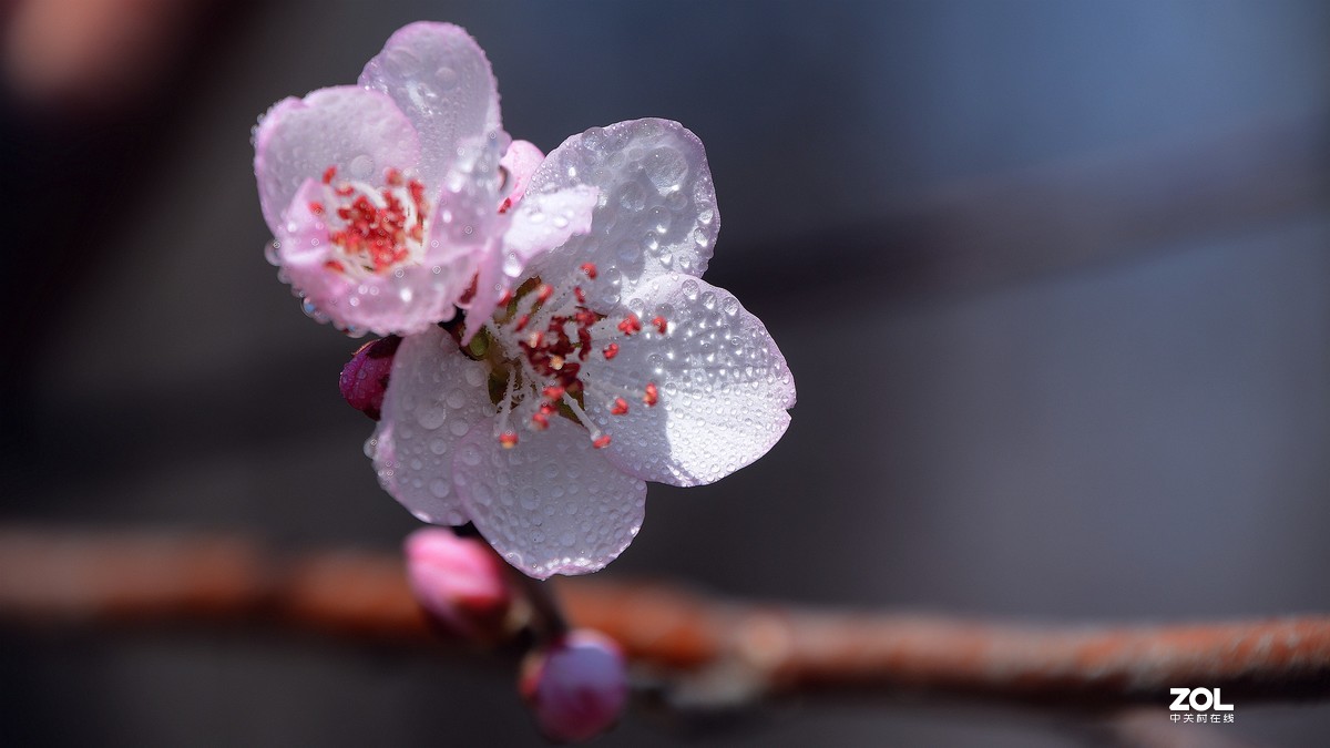 桃花嫣然出篱笑，似开未开最有情。